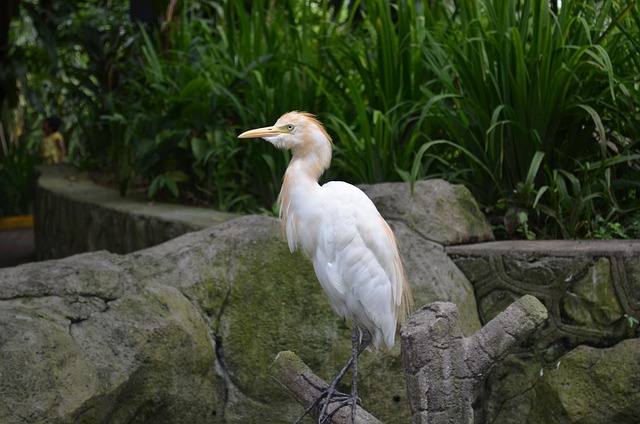 Pájaro, Cigüeña, W, Fauna Silvestre