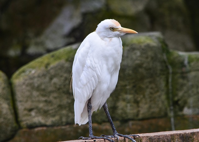 Cigüeña, Pájaro, Pluma, Naturaleza