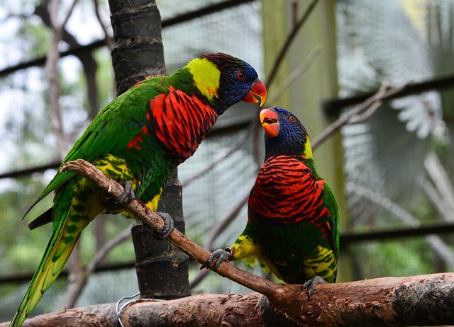Loros, Aves, Zoo, Animales