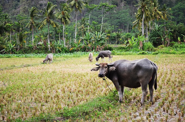 Fauna Silvestre, Naturaleza, Animal