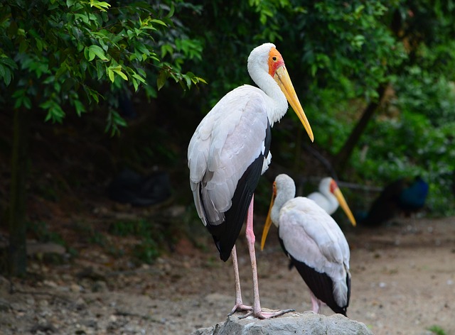 Pájaro, Fauna Silvestre, Gorrión, Pico