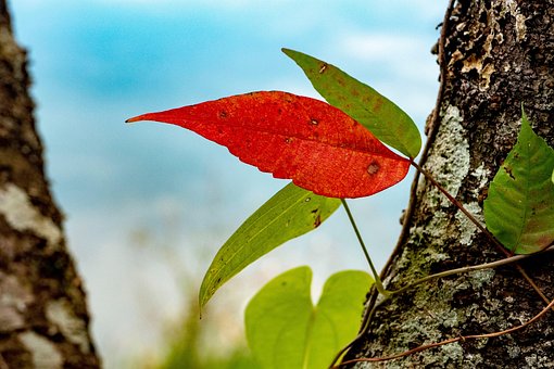 Otoño, Estanque, Natural, Agua, Hoja