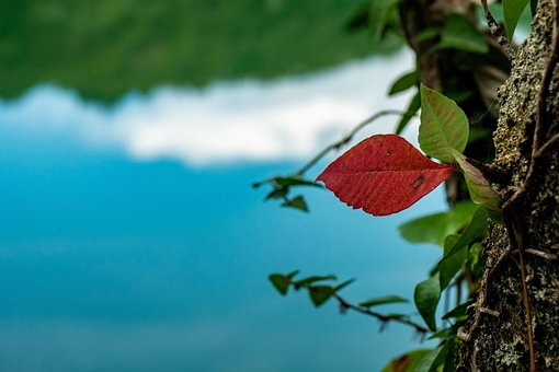 Otoño, Azul, Rojo, Estanque, Natural