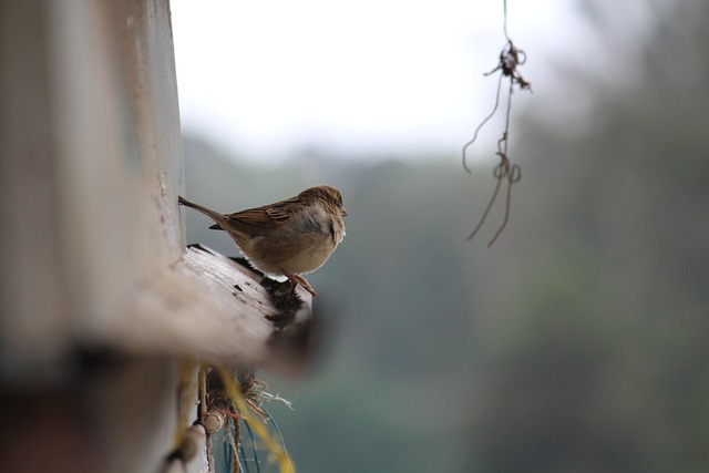 Pájaro, Gorrión, Animal, Pájaro Pequeño