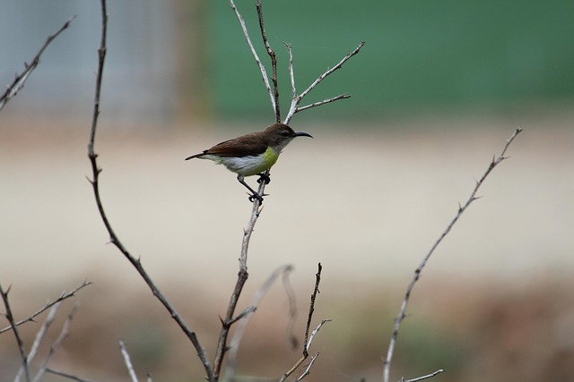Pájaro, Animal, Fauna Silvestre
