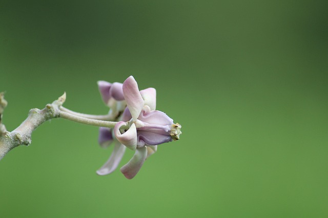 Calotropis Gigantea, Plantas, Botánico