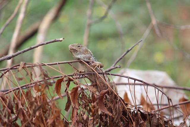 Animales, Jardín Lagarto, Lagarto