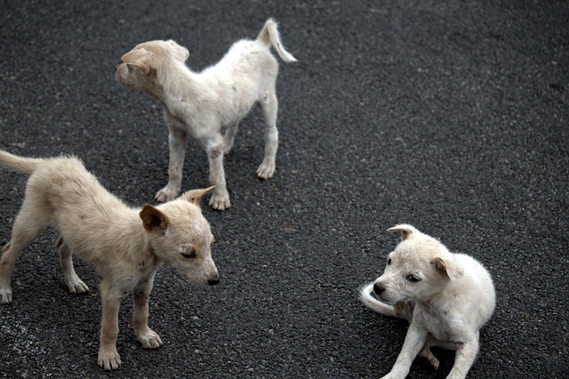 Perros, Animal, Cachorro, Mascota