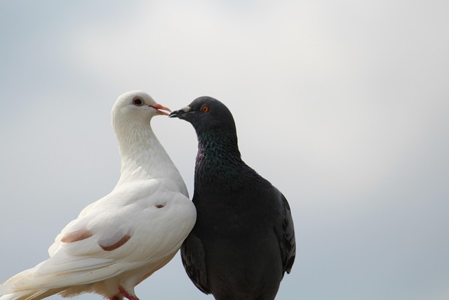 Aves, Palomas, Animales
