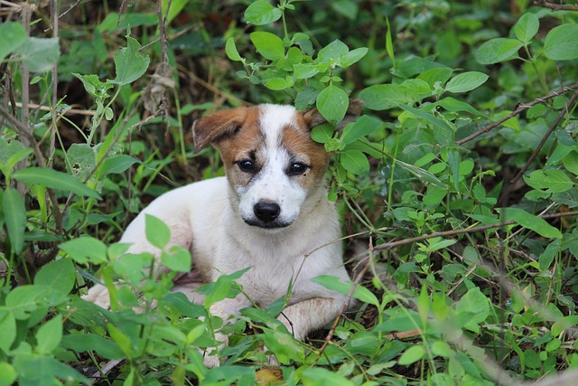 Perro, Cachorro, Mascota, Animal