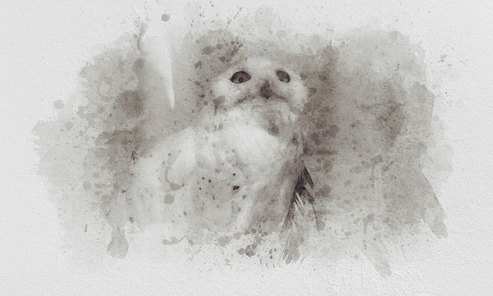 猫头鹰鸟画 Pixabay上的免费图片