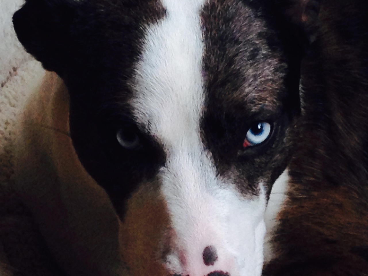 Dog Stare Eyes Free photo on Pixabay Pixabay