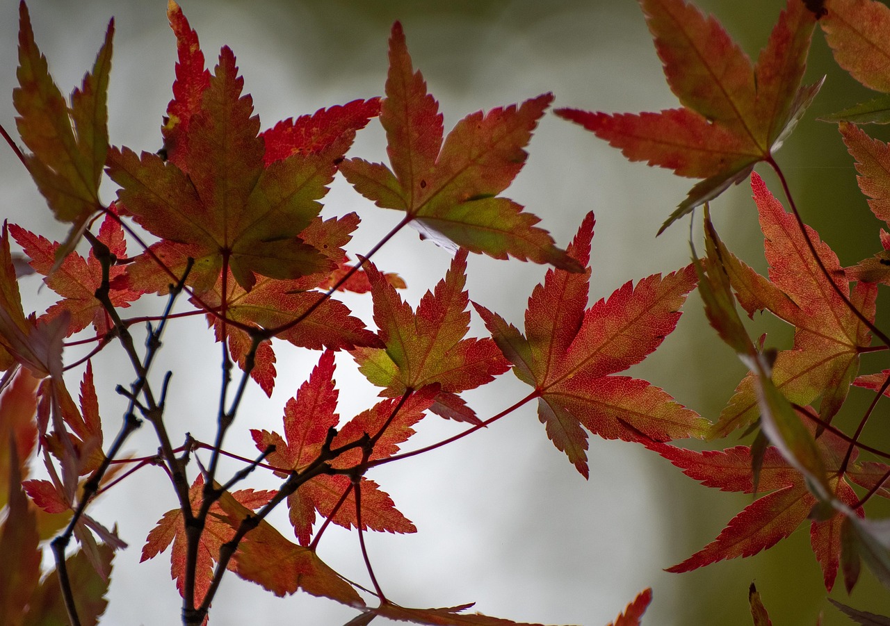 枫 树叶 秋天 - Pixabay上的免费照片 - Pixabay