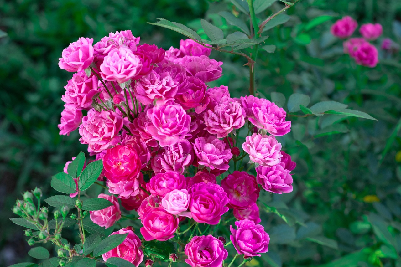 Blomster Have Plante Gratis Foto P Pixabay Pixabay blomster-have-plante-gratis-foto-p-pixabay-pixabay