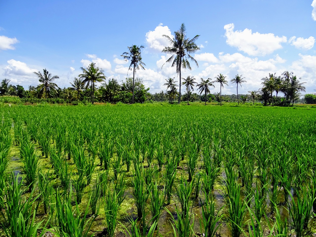 Free Bali Baliexploring photo and picture