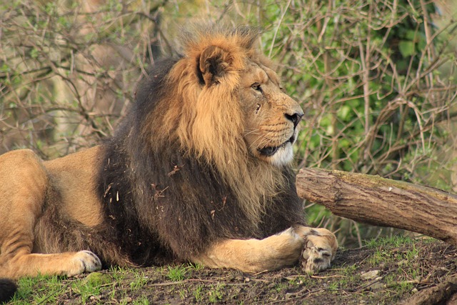 Aslan Hayvan Safari - Pixabay'de ücretsiz fotoğraf - Pixabay