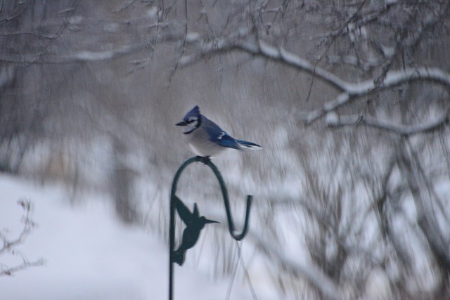 Free Bluejay Bird photo and picture