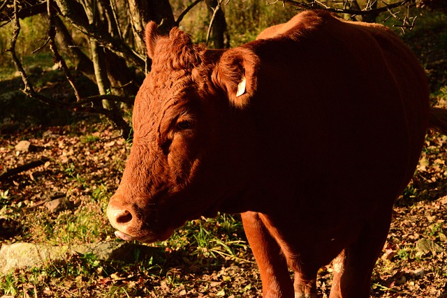 Free Cow Bovine photo and picture