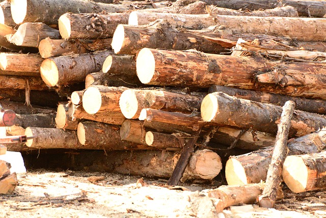 Free Wood Wood Pile photo and picture