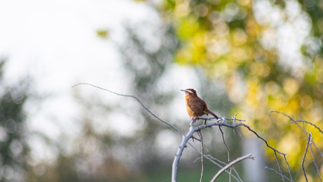 Free Bird Branch photo and picture