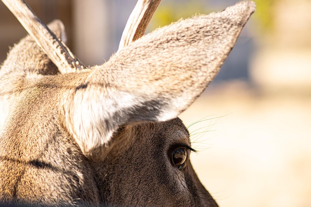 Free Deer Nature photo and picture