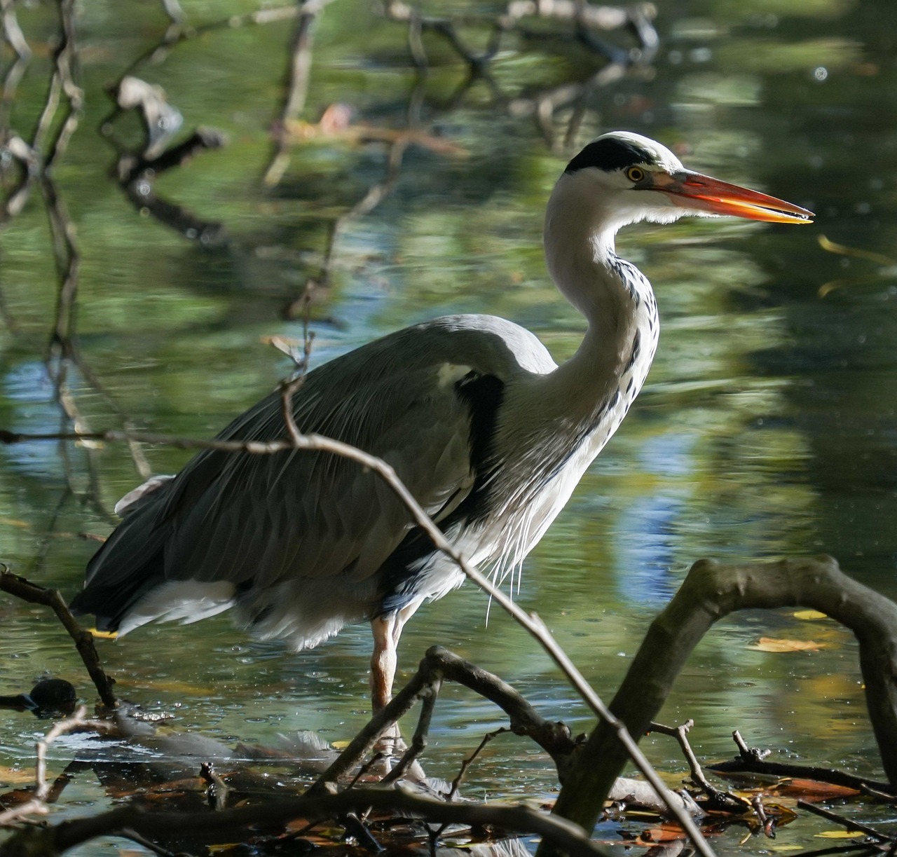 鳥 サギ 湖 - Pixabayの無料写真 - Pixabay
