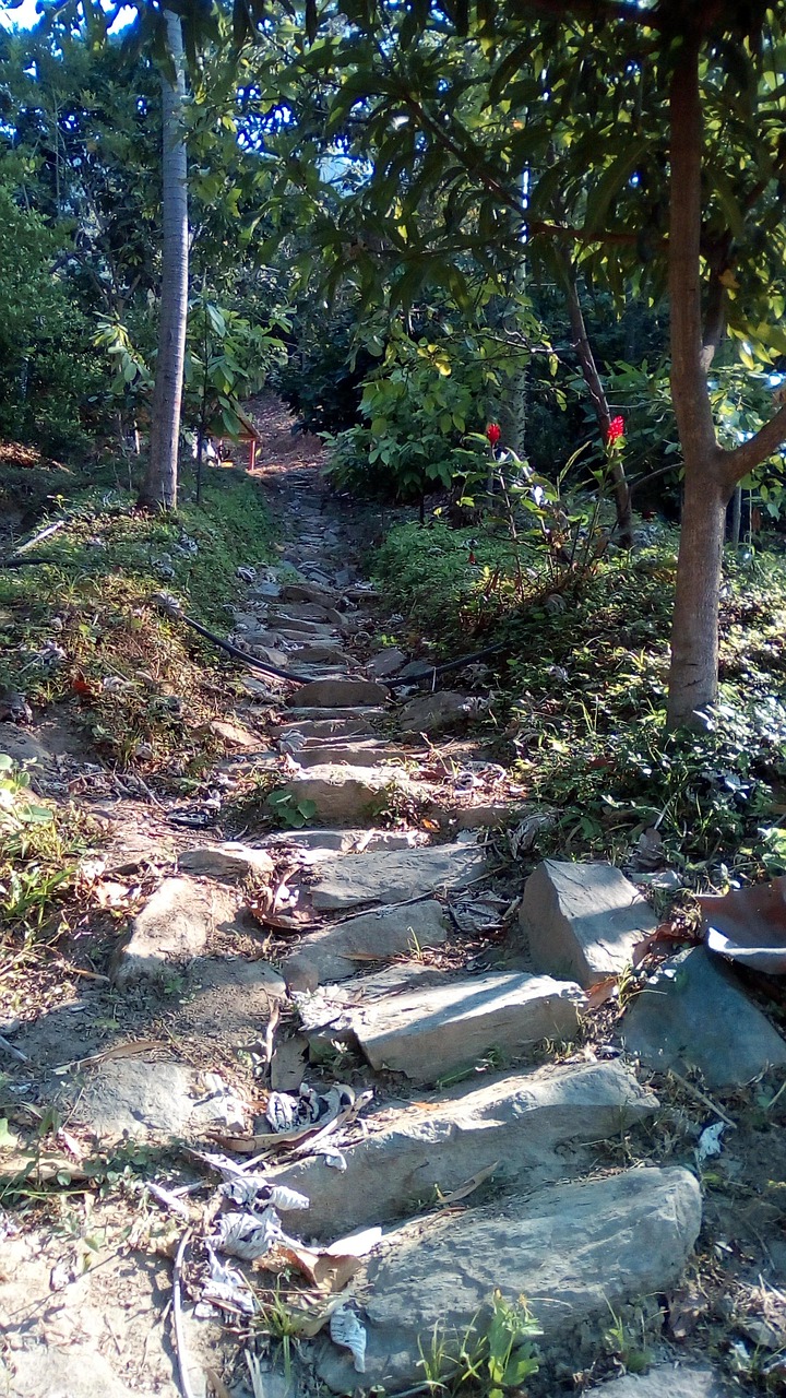 Indian Trail Path South America Free photo on Pixabay Pixabay