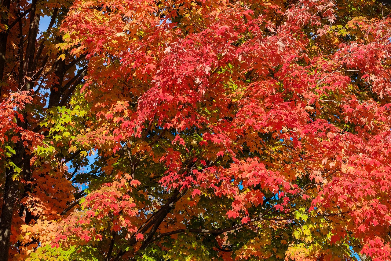 Maple R Tree Color Maple Red - Free photo on Pixabay - Pixabay