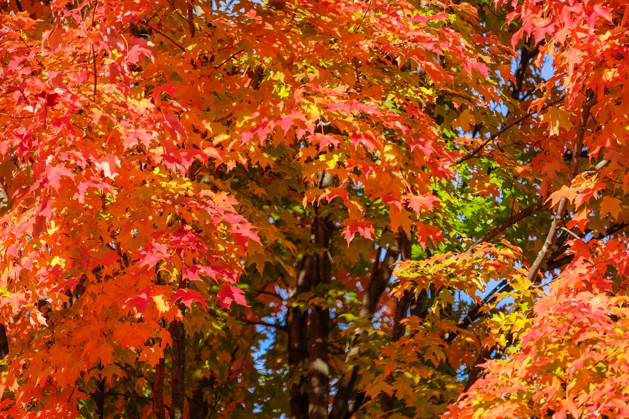 枫 红色的 红枫叶 - Pixabay上的免费照片 - Pixabay