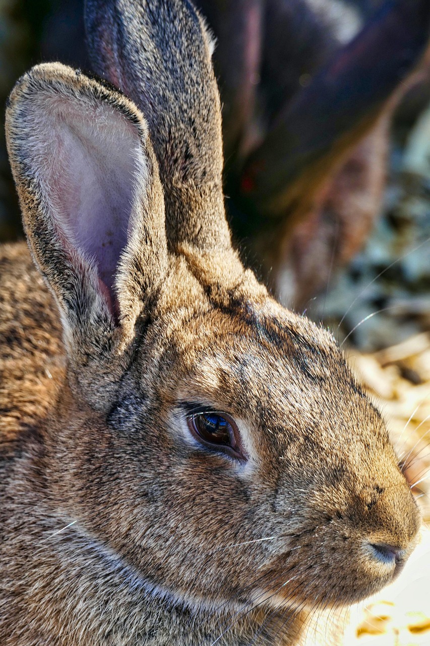 Rabbit Animal Wildlife - Free photo on Pixabay