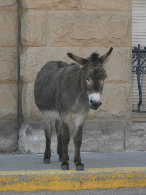 Free Burro Donkey photo and picture