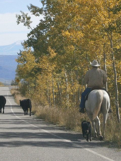 Free Modern Cowboy photo and picture