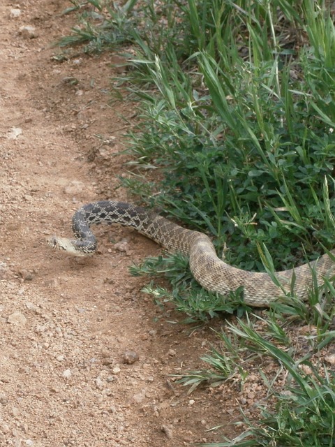Free Snake Rattlesnake photo and picture