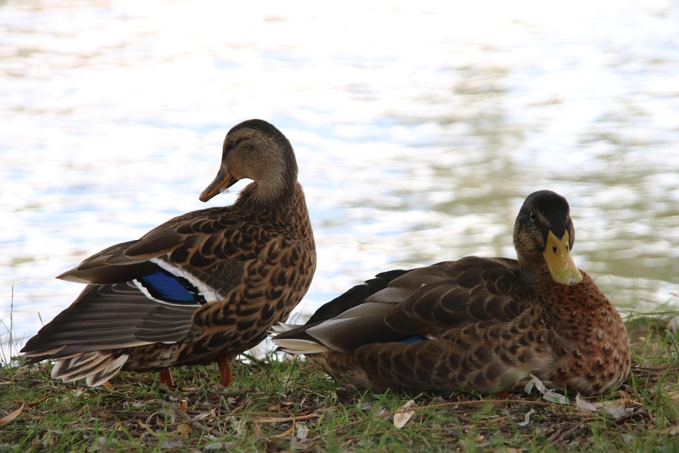 Ducks Birds Beak - Free photo on Pixabay - Pixabay