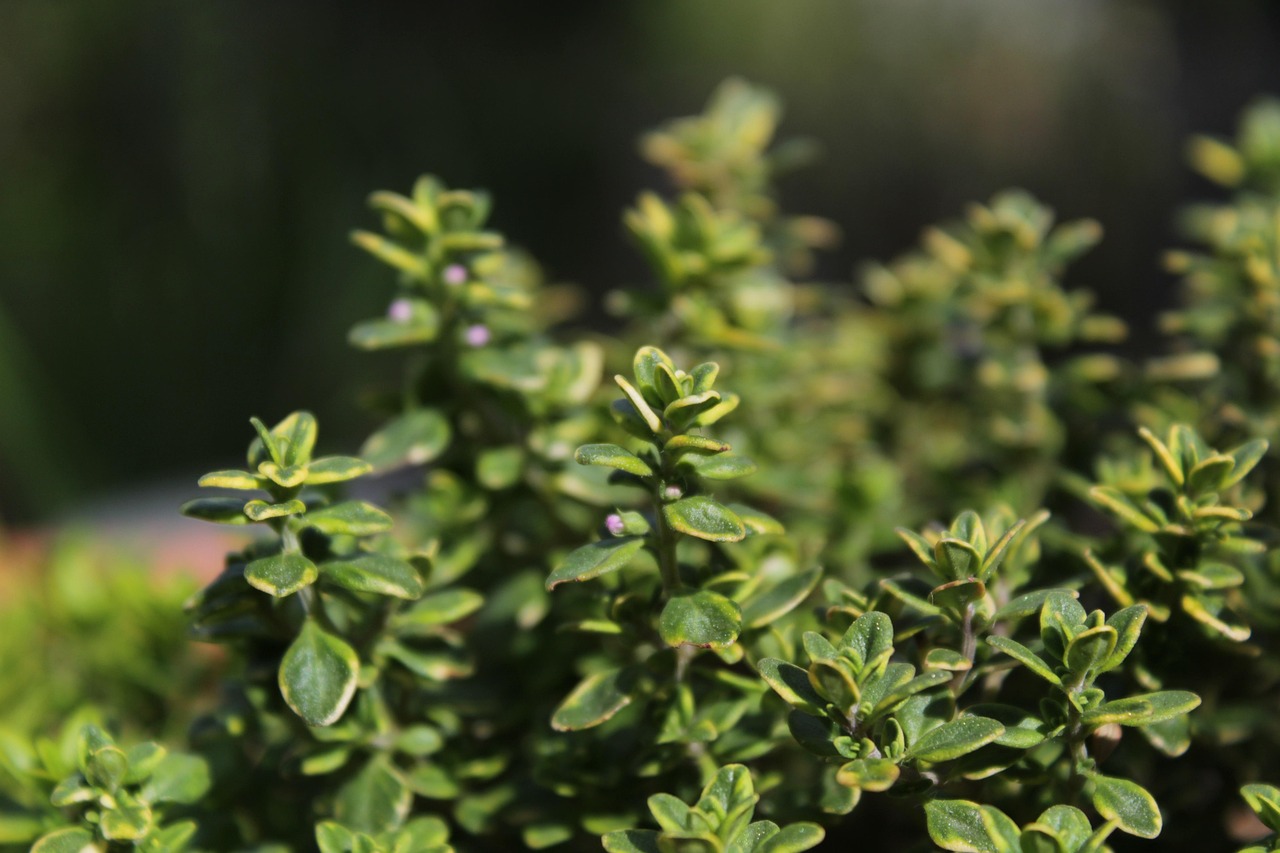 can guinea pigs eat thyme
