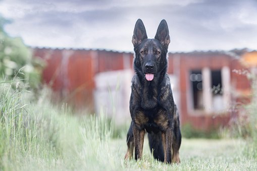 black jarman safed dog pic