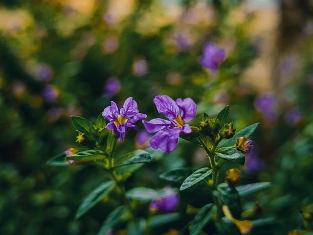 Free Flower Nature photo and picture