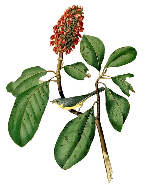 Free flowers bird florets illustration