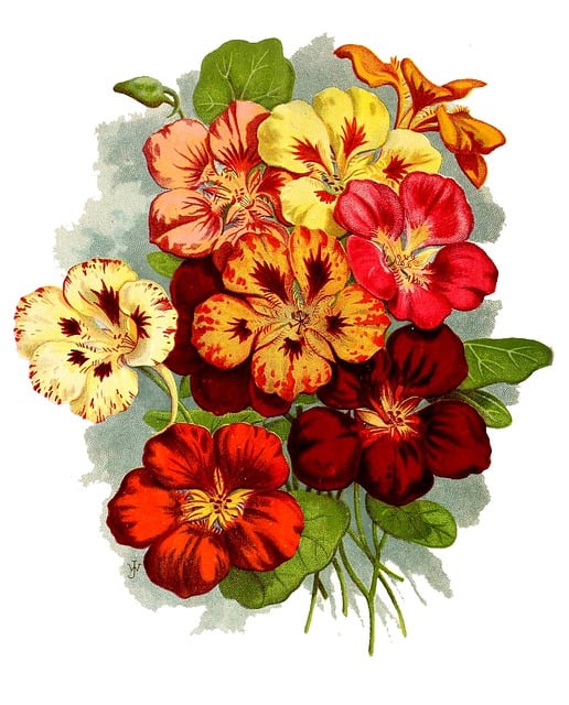 Free flowers petals blossom illustration