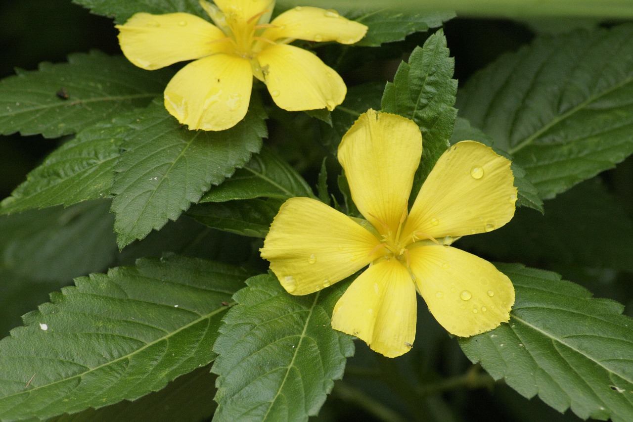 Natureza Natural Floral Foto Gratuita No Pixabay Pixabay natureza-natural-floral-foto-gratuita-no-pixabay-pixabay