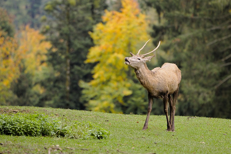 deer-5664424_960_720.jpg