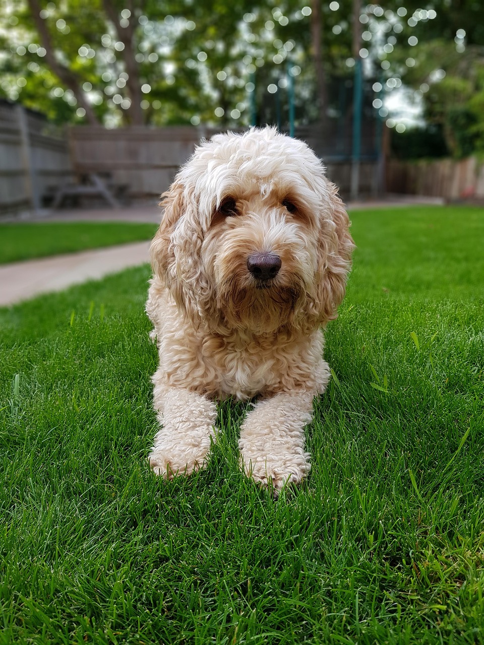 Cockapoo Dog Canine Free photo on Pixabay Pixabay