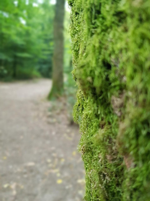 Free Forest Green photo and picture