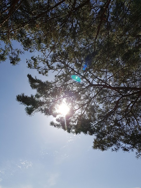 Free Tree Branches photo and picture