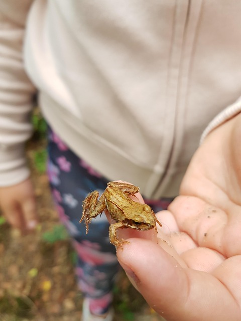 Free Frog Small photo and picture