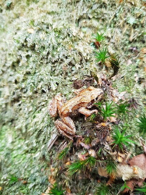 Free Frog Small photo and picture