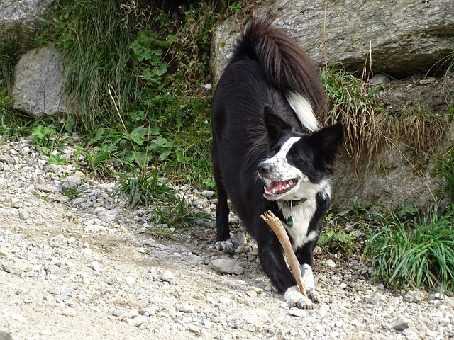 Free Dog Fun photo and picture