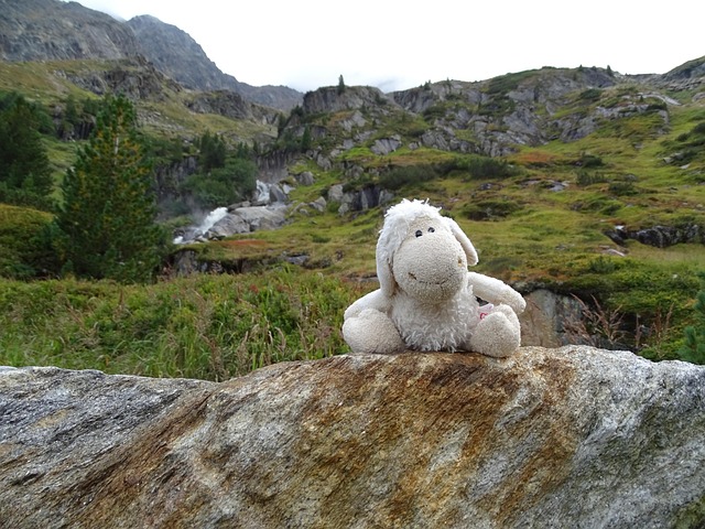 Free Sheep Wandering Sheep photo and picture