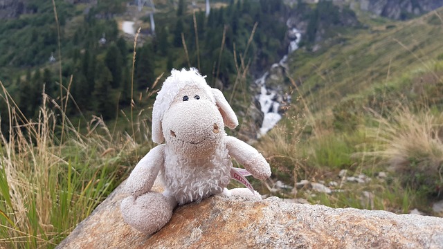 Free Wandering Sheep Mountains photo and picture