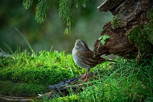 Free Sparrow Bird photo and picture
